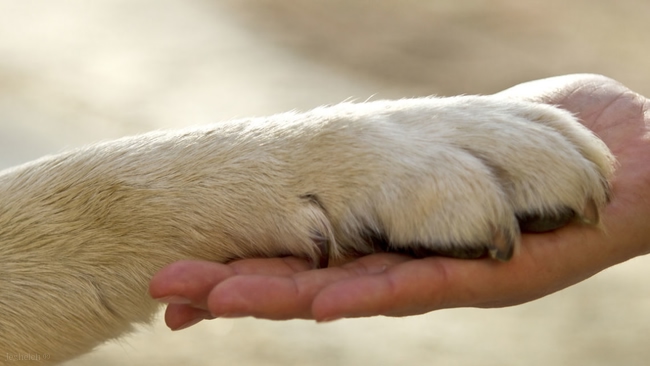 نکات پیشگیری از ابتلا به بیماری های مشترک انسان و حیوانات خانگی